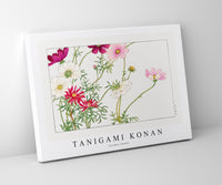 Tanigami Konan - Cosmos flower