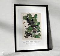 John James Audubon - Night Hawk from Birds of America (1827)