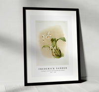 Frederick Sander - Coelogyne sanderæ from Reichenbachia Orchids-1847-1920