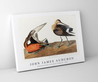 John James Audubon - Hudsonian Godwit from Birds of America (1827)