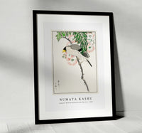 Numata Kashu - Japanese Masked Hawfinch and Silk Tree illustration from Pictorial Monograph of Birds (1885)