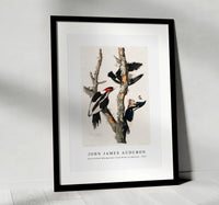 John James Audubon - Ivory-billed Woodpecker from Birds of America (1827)