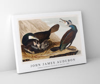 John James Audubon - Common Cormorant from Birds of America (1827)