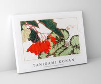 Tanigami Konan - Cracklin Rosie Begonia flower