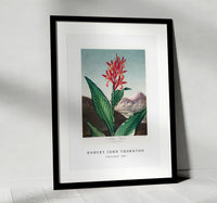 Robert John Thornton - Indian Reed from The Temple of Flora (1807)