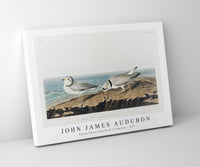 John James Audubon - Piping Plover from Birds of America (1827)