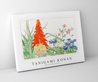 Tanigami Konan - Red hot pokers & lobelia