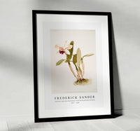 Frederick Sander - Cattleya (hybrida) parthenia from Reichenbachia Orchids-1847-1920