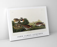 John James Audubon - Shore Lark from Birds of America (1827)