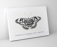 Cornelis ploos van amstel - Vlinder-1763-1789