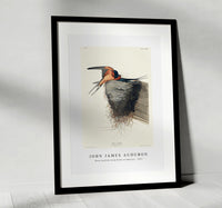 John James Audubon - Barn Swallow from Birds of America (1827)