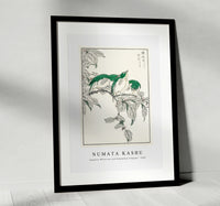 Numata Kashu - Japanese White-eye and Osmanthus Fragrans illustration from Pictorial Monograph of Birds (1885)