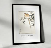 Numata Kashu - Hondo Copper Pheasant illustration from Pictorial Monograph of Birds (1885)