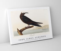 John James Audubon - Noddy Tern from Birds of America (1827)