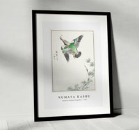 Numata Kashu - Japanese Common Kingfisher illustration from Pictorial Monograph of Birds (1885)