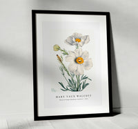 Mary Vaux Walcott - Matilija Poppy (Romneya coulteri) (1931)