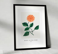 Mary Altha Nims - Dahlia
