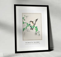 Numata Kashu - Narcissus Flycatcher and Chrysanthemum illustration from Pictorial Monograph of Birds (1885)