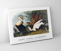 John James Audubon - Eider Duck from Birds of America (1827)