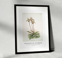 Frederick Sander - Cypripedium lo from Reichenbachia Orchids-1847-1920
