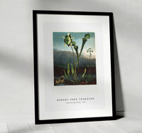 Robert John Thornton - American Bog Plants from The Temple of Flora (1807)