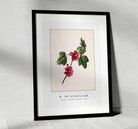 M. de Gijselaar - Chinese rose by M. de Gijselaar (1820)