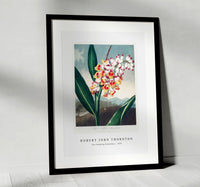 Robert John Thornton - The Nodding Renealmia from The Temple of Flora (1807)