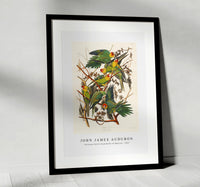 John James Audubon - Carolina Parrot from Birds of America (1827)