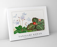 Tanigami Konan - Vintage tydea & cape primrose flower