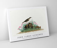 John James Audubon - Prairie Titlark from Birds of America (1827)