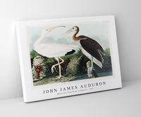 John James Audubon - White Ibis from Birds of America (1827)