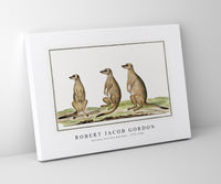 Robert Jacob Gordon - Suricata suricatta meerkats (1773–1780)