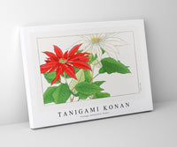 Tanigami Konan - Vintage poinsettia flower