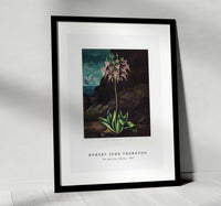 Robert John Thornton - The American Cowslip from The Temple of Flora (1807)