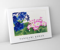 Tanigami Konan - Vintage cineraria flower