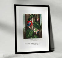 Robert John Thornton - The Winged Passion-Flower from The Temple of Flora (1807)