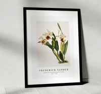 Frederick Sander - Cattleya rex from Reichenbachia Orchids-1847-1920