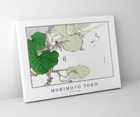 Morimoto Toko - Moth illustration from Churui Gafu (1910)