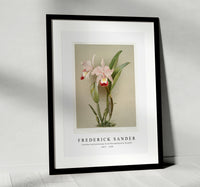 Frederick Sander - Cattleya ballantiniana from Reichenbachia Orchids-1847-1920