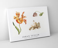 Johan Teyler - A Tulip, a Poppy and an Andromeda