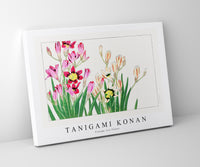 Tanigami Konan - Vintage ixia flower