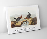 John James Audubon - American Water Ouzel from Birds of America (1827)