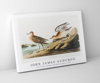 John James Audubon - Buff breasted Sandpiper from Birds of America (1827)