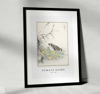 Numata Kashu - Duck illustration from Pictorial Monograph of Birds (1885)