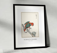 Numata Kashu - Macaw illustration from Pictorial Monograph of Birds (1885)