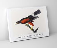 John James Audubon - Louisiana Hawk from Birds of America (1827)