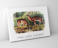 John James Audubon - Deer or Virginian Deer (Cervus Virginianus)(1845)