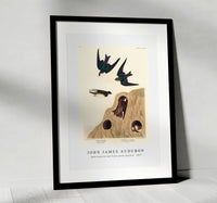 John James Audubon - Bank Swallow and Violet-green Swallow from Birds of America (1827)