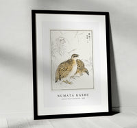 Numata Kashu - Japanese Quail and Gentian illustration from Pictorial Monograph of Birds (1885)