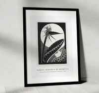 Samuel Jessurun De Mesquita - Strelitzia overblown (Uitgebloeide strelitzia) (1934)